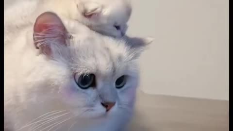 "Pure Bliss: A Heartwarming Bond Between a Mother Cat and Her Kitten"