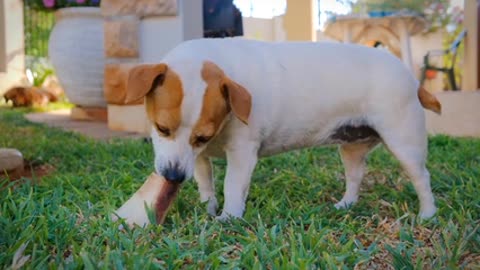 Dogs react to actions of the owner