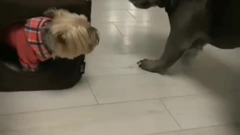 Defensive funny pet dog