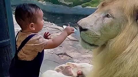 lion vs kid #shorts #youtuberrs