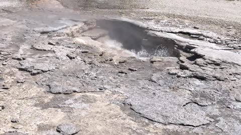 Bears Run Across Yellowstone Landscape