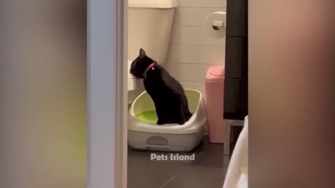 Funny animal videos tranding