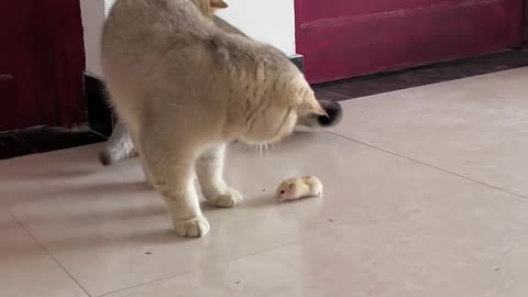 Cat with rat fun