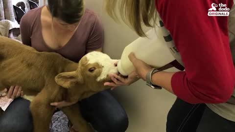 Family Brings Baby Cow Into Their Home During Hurricane | The Dodo: Comeback Kids S02E01