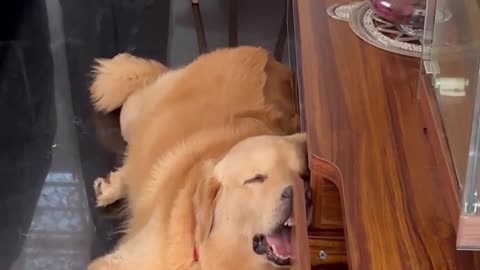 The Comedy Collar: Cats and Dog's Side-Splitting Antics Unveiled