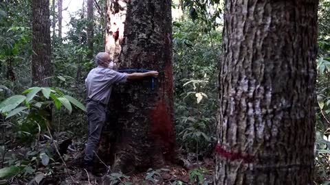 Deforestation climbs in Brazil's savanna