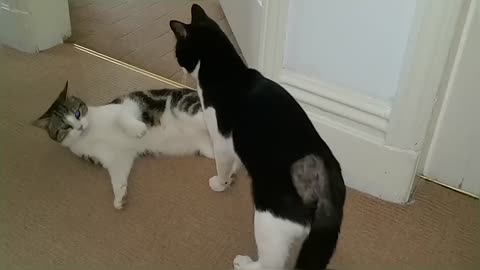 Cat Fight Compilation Video