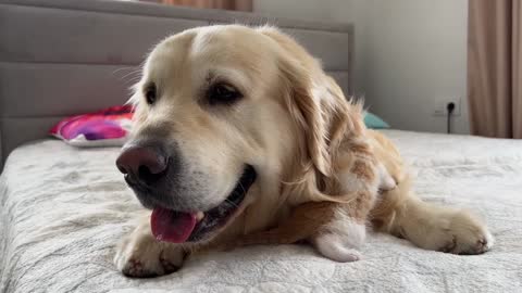 Tiny Kitten and Golden Retriever are Best Friends [Cuteness Overload]