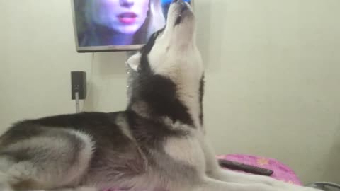 Husky sings