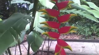 The pretty heliconia rostrata plant, remind of lobster claw, in botanical garden [Nature & Animals]