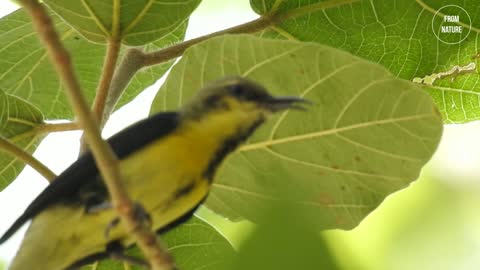 bird sings