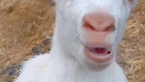 Goat's kid sound