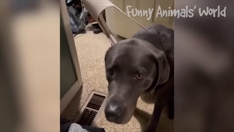 Laugh Out Loud: Hilarious Videos of Dogs and Cats That Will Make Your Day