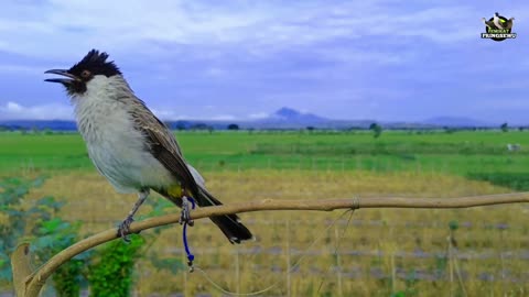 Burung kutilang (Sooty-headed Bulbul)