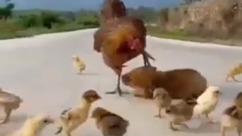 Cute Dog 🐕 And Rooster 🐓 Funny video