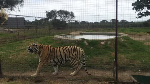 Tiger Dives Into Pool