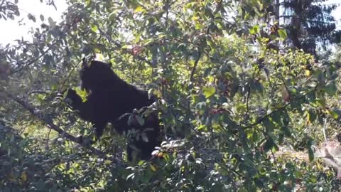 Nature Mammal Animal Brown Bear Bearing Animal World Black Bear Play Zoo 2021