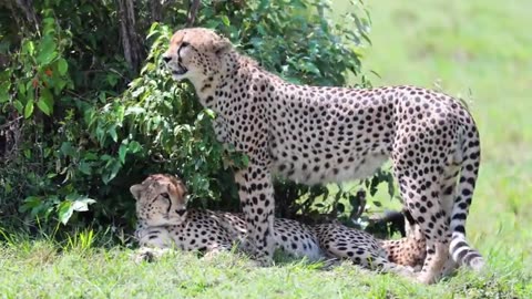 Tiger (Cheetah Family) Videos Wild Animal Families Videos!