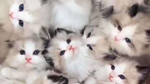 Cute baby Cat playing funny video