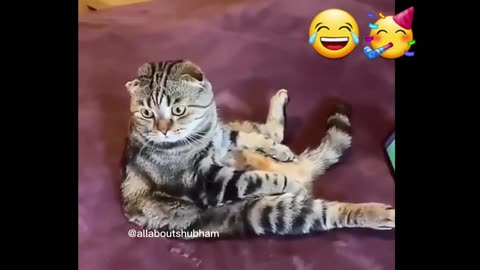 Funny cat videos for toddlers clearance