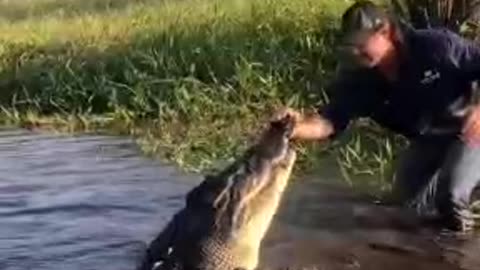 Feed the crocodile