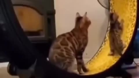 Funny cat fighting her reflection 😂