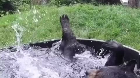 Bear Having Fun