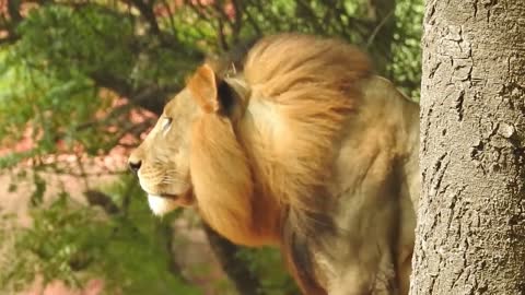 5 Hungry Lion mates With Lioness 100 Times A Day