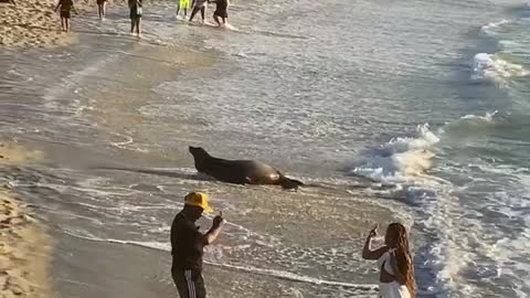 Too Concentrated on Content to Catch Cheerful Sea Lion