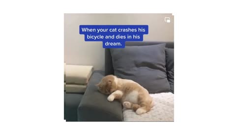 When Your cat crashes his Bicycle and dies in his dream/ #viral