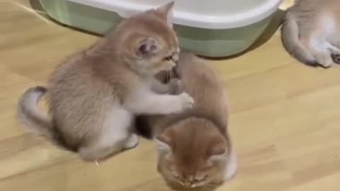 Cat's Massage Time #shorts #viral #shortsvideo #video