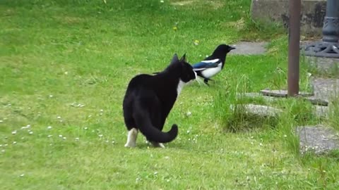 Cat And Bird in Same field