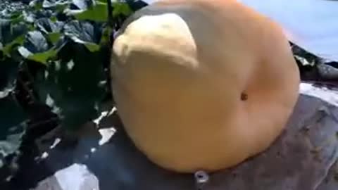 Time lapse of a huge 700 lb pumpkin growing