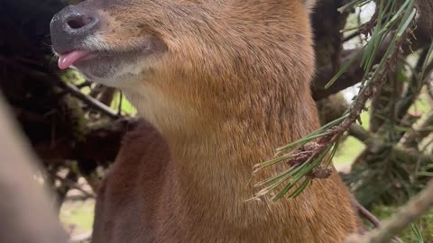 Feeding a Friendly Muntjac Deer