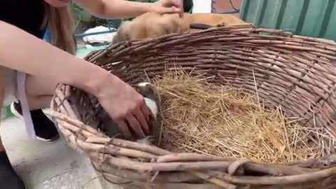 Gentle Golden Retriever Meets A Bunny For The First Time