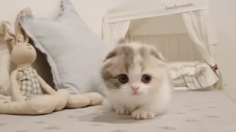 cute kitten rumbling in kitchen.