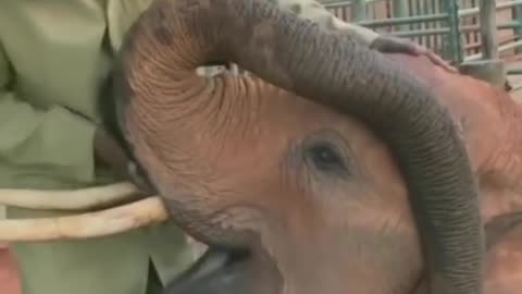 Funny Baby Elephant