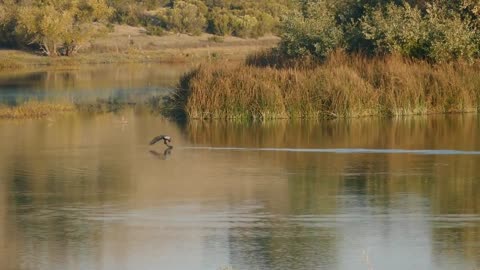 Bald Eagle Taking A Canada Goose at Grant Lake