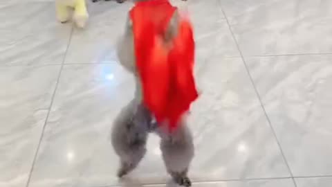 Cute dog dancing| lovely pet