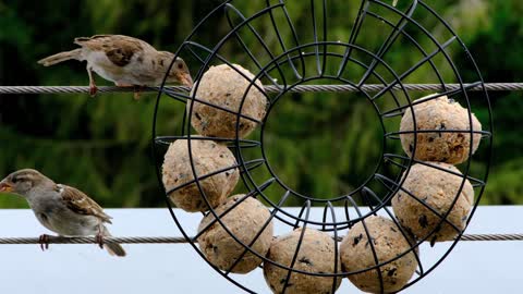 Birds and cookies