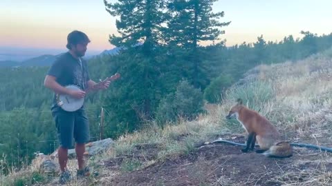 Playing banjo for a wild fox! He came back for an encore! Testing out some new material on a fox