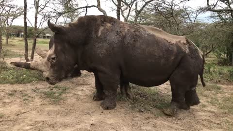 Rhino Scratching Her Self on a Tree After Doing Mud Bath