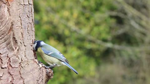 This bird is clever