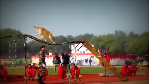 Smart Dogs of Indian Soldiers performing parade unbelievable deciplined performance. Don't miss it