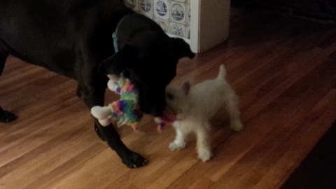 Vicious dog attacks cute helpless puppy