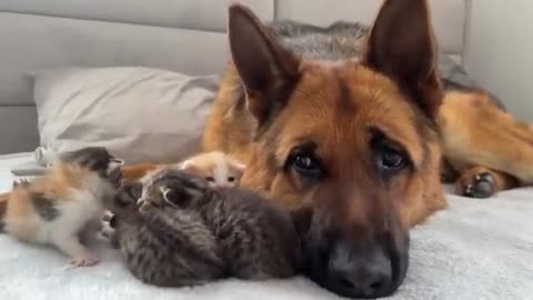 German Shepherd Protects the Sleep of the Baby Kittens