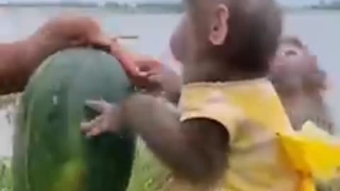 Best Funny monkey_video2023