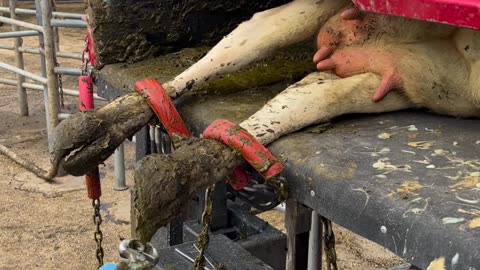 Hoof trimming cows