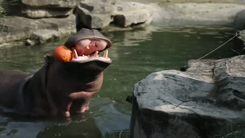 A hippopotamus