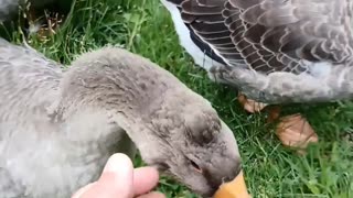 Goose being friendly